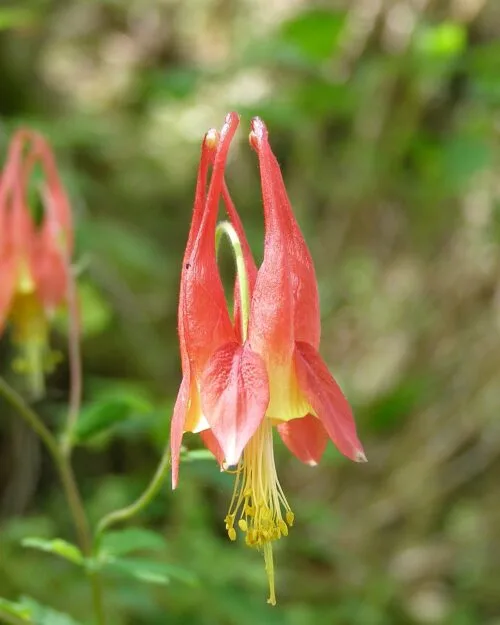 Columbine