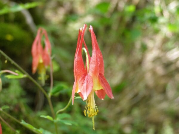 Columbine