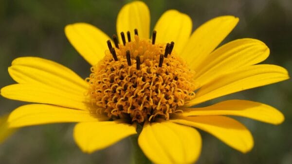 Early Sunflower - Image 2