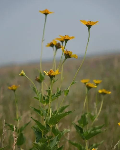 Early Sunflower
