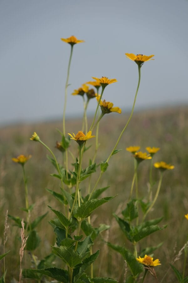 Early Sunflower