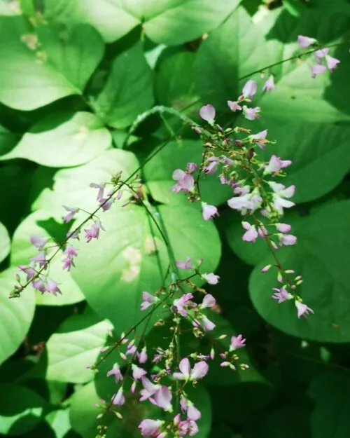 Pointed Leaf Tick Trefoil