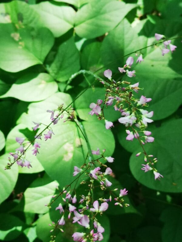 Pointed Leaf Tick Trefoil
