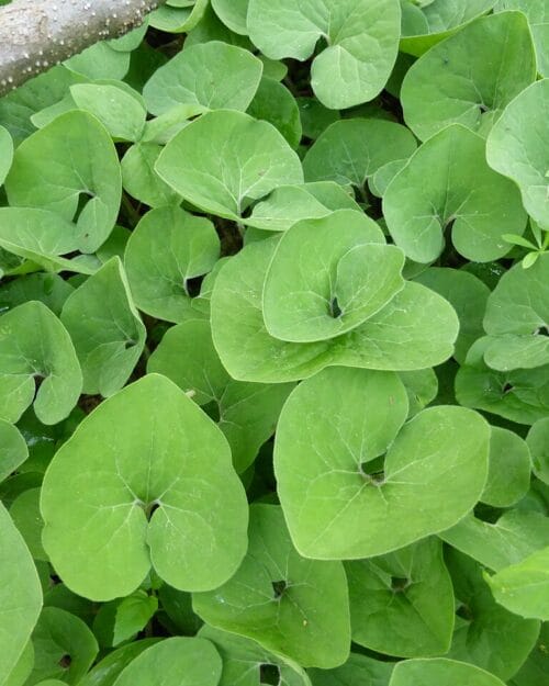 Wild Ginger