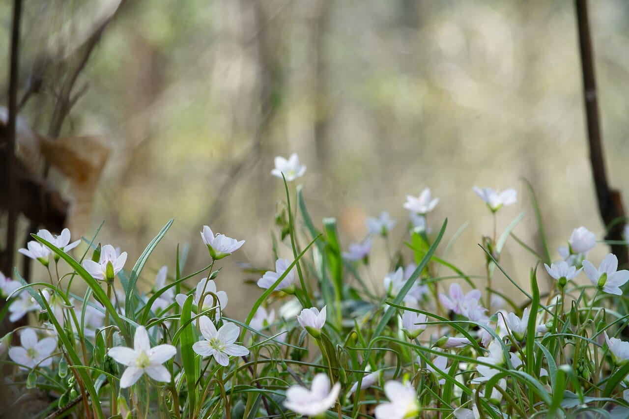 Spring Beauty - Image 2