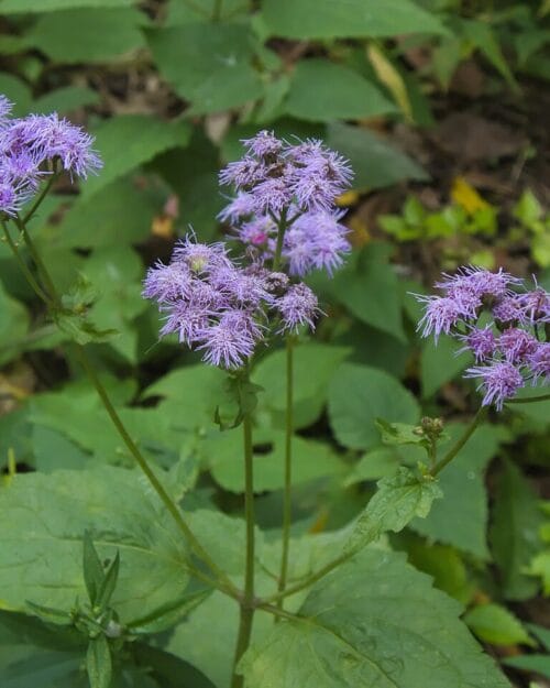 Mistflower