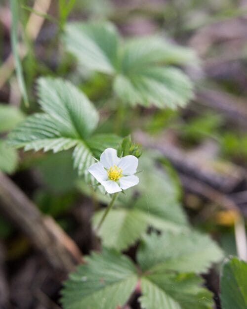 Wild Strawberry