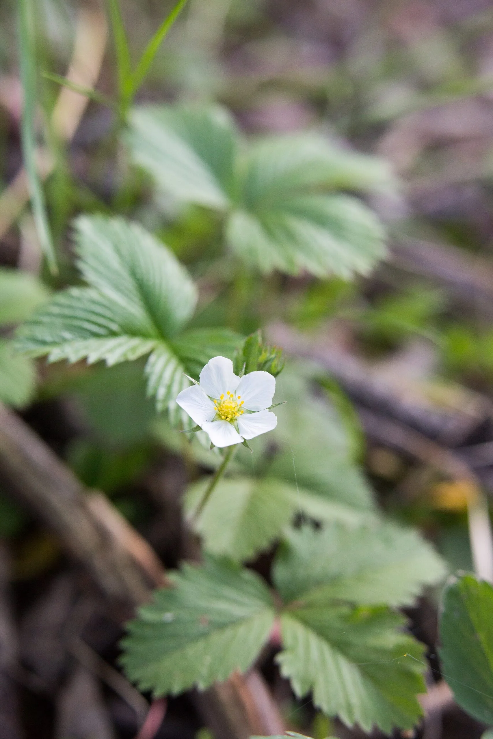 Wild Strawberry