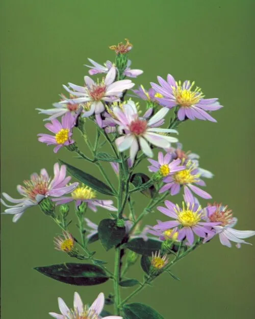 Short’s Aster