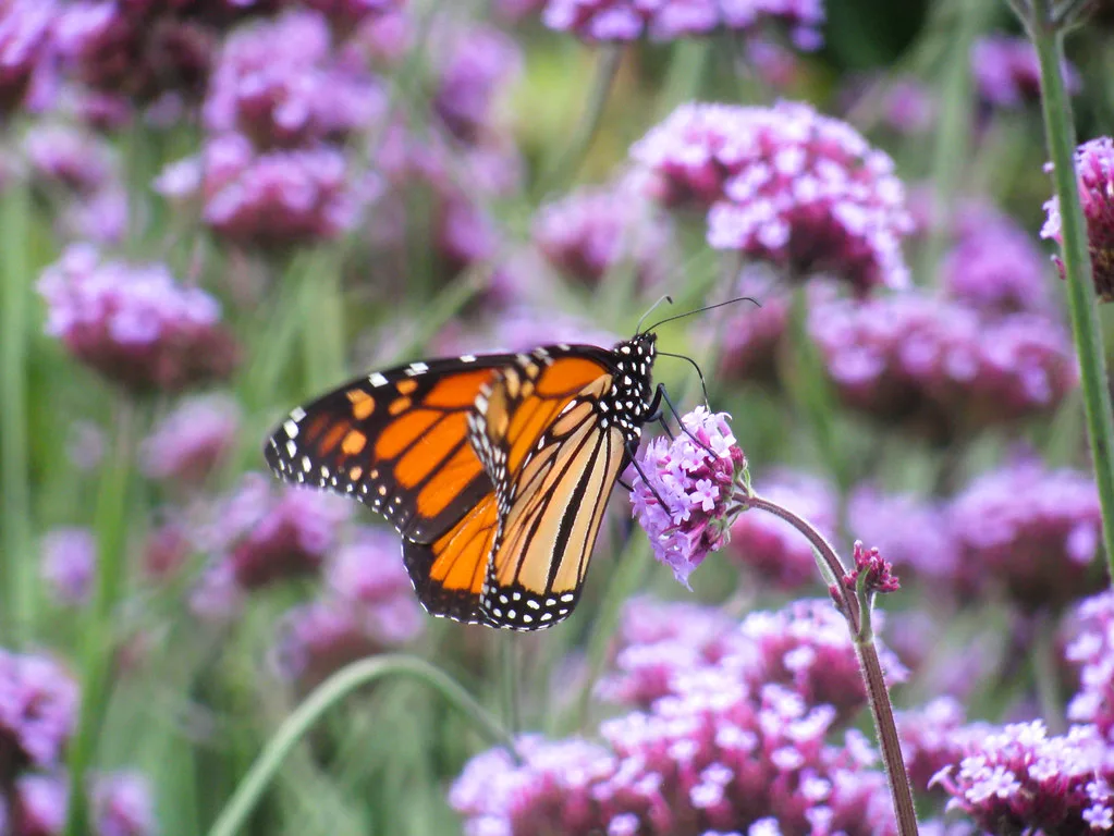 Purple Milkweed - Image 3