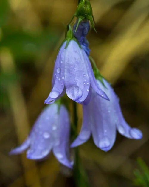 Harebell