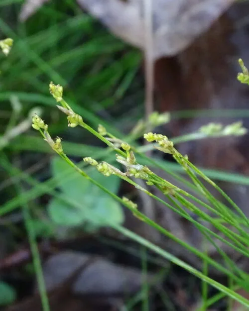 Ivory Sedge