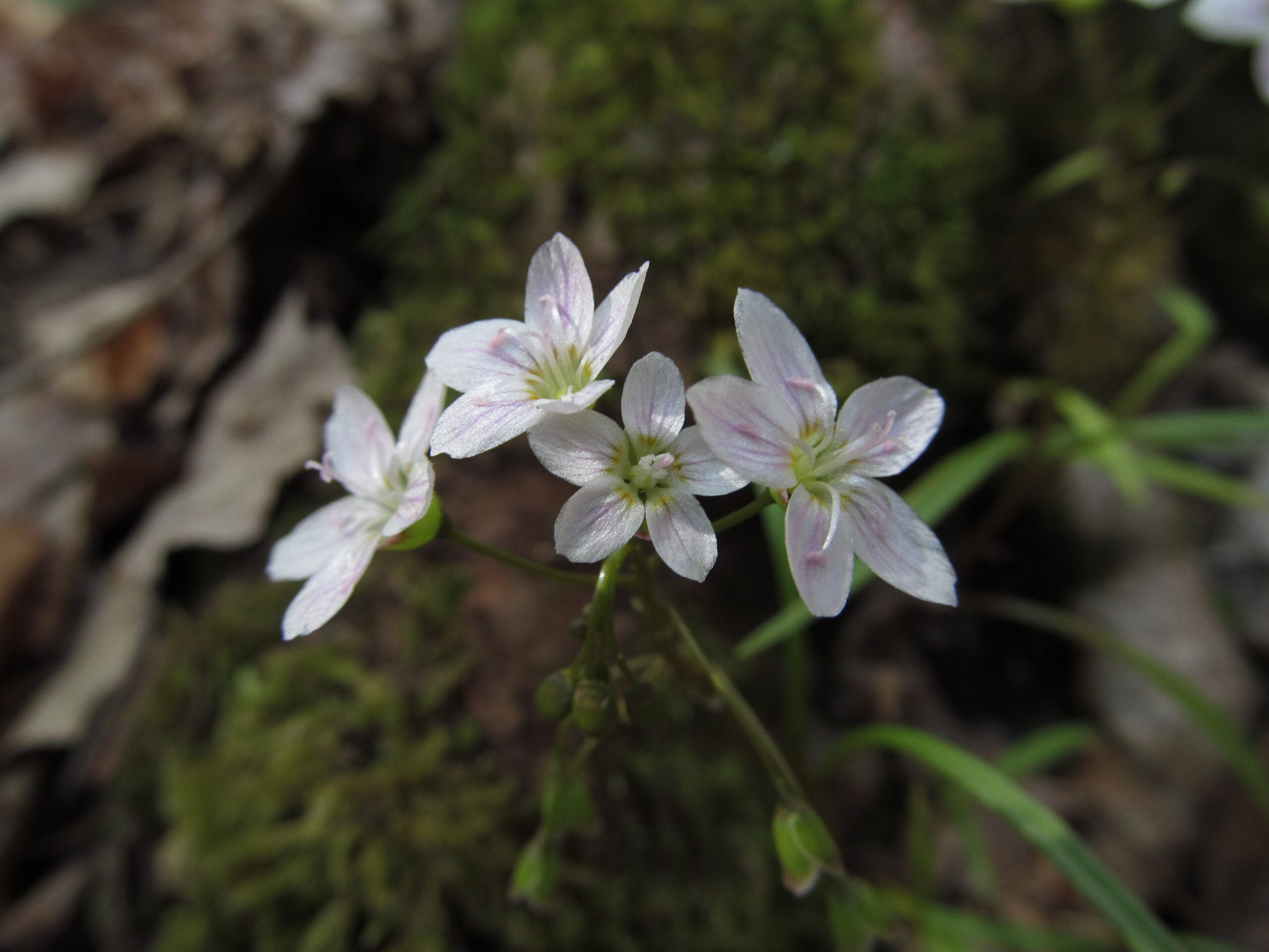 Spring Beauty - Image 2