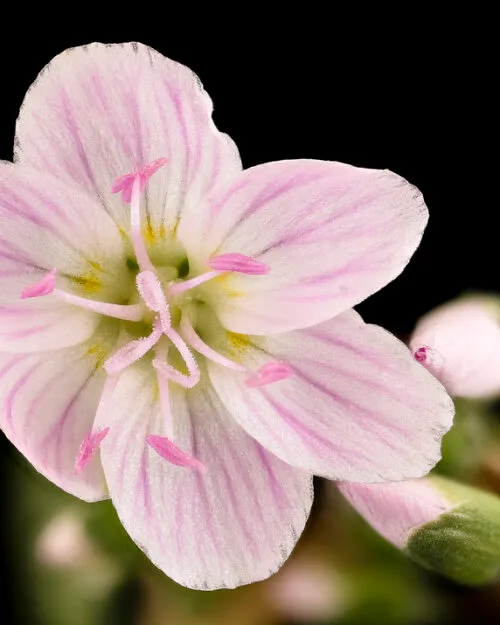 Spring Beauty
