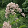 Hollow Joe Pye Weed
