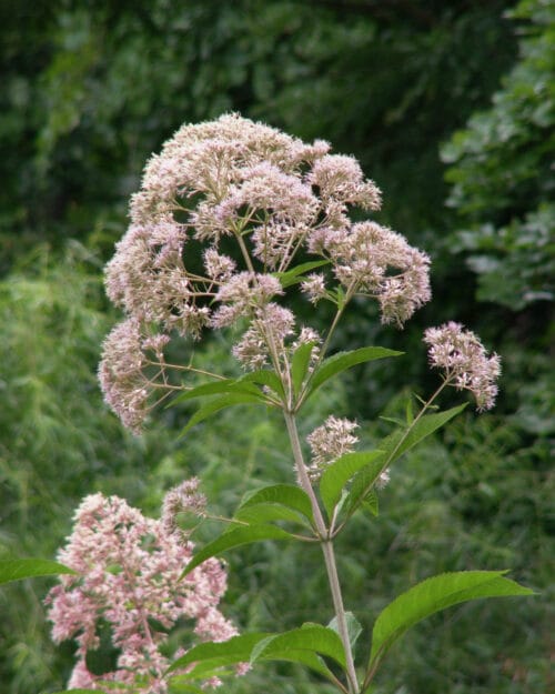 Hollow Joe Pye Weed
