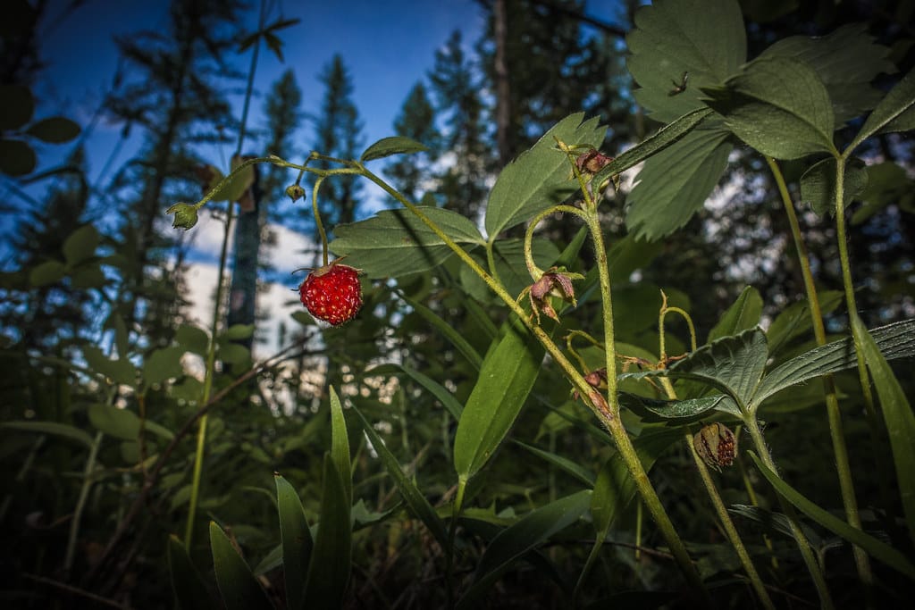 Wild Strawberry - Image 2