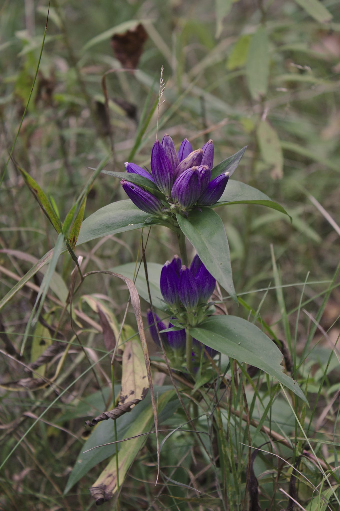 Bottle Gentian - Image 2