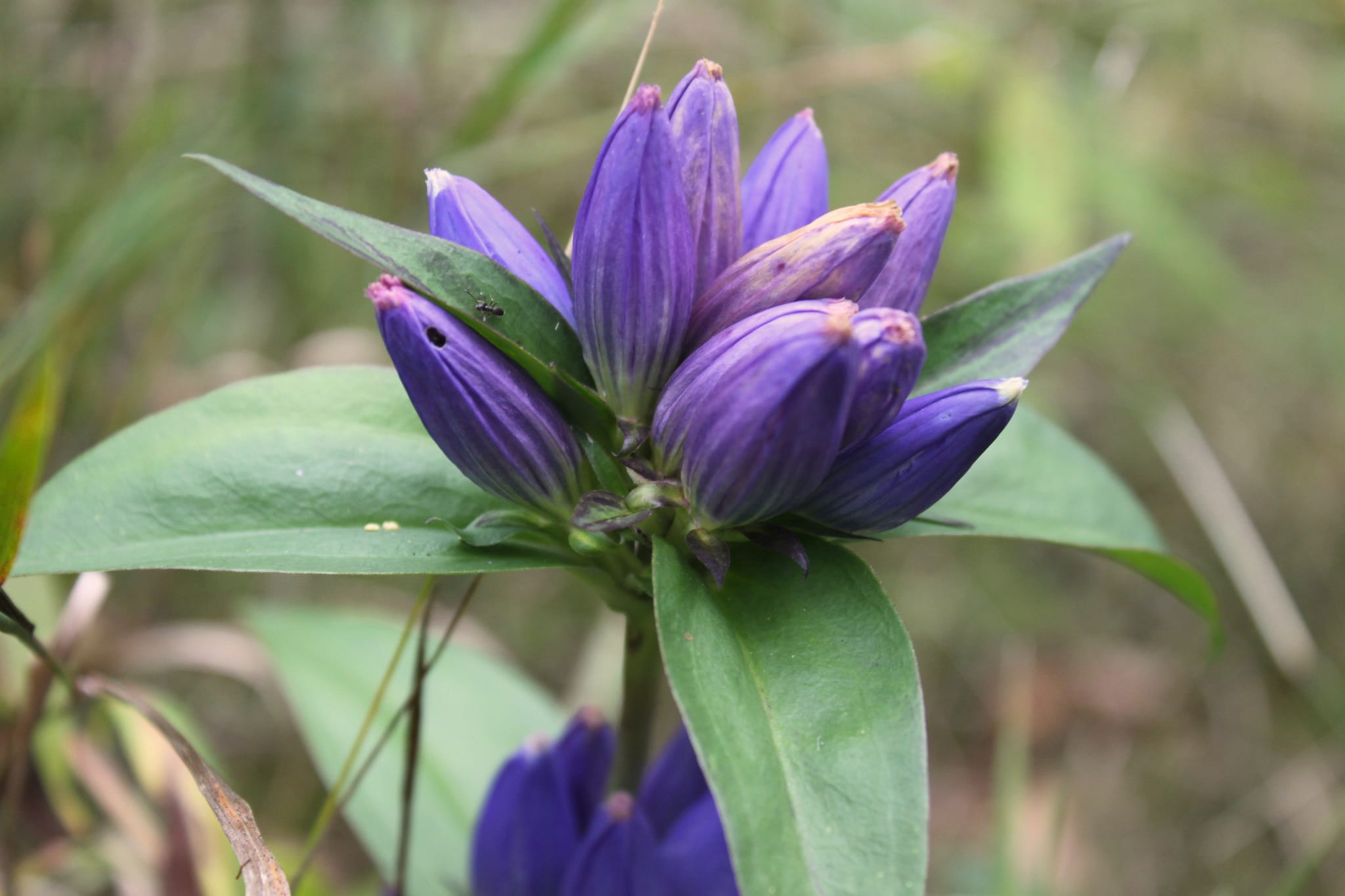 Bottle Gentian