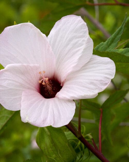 Rose Mallow
