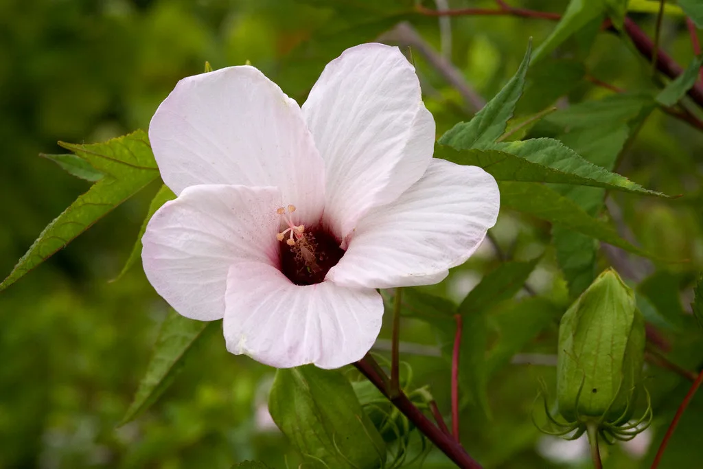 Rose Mallow