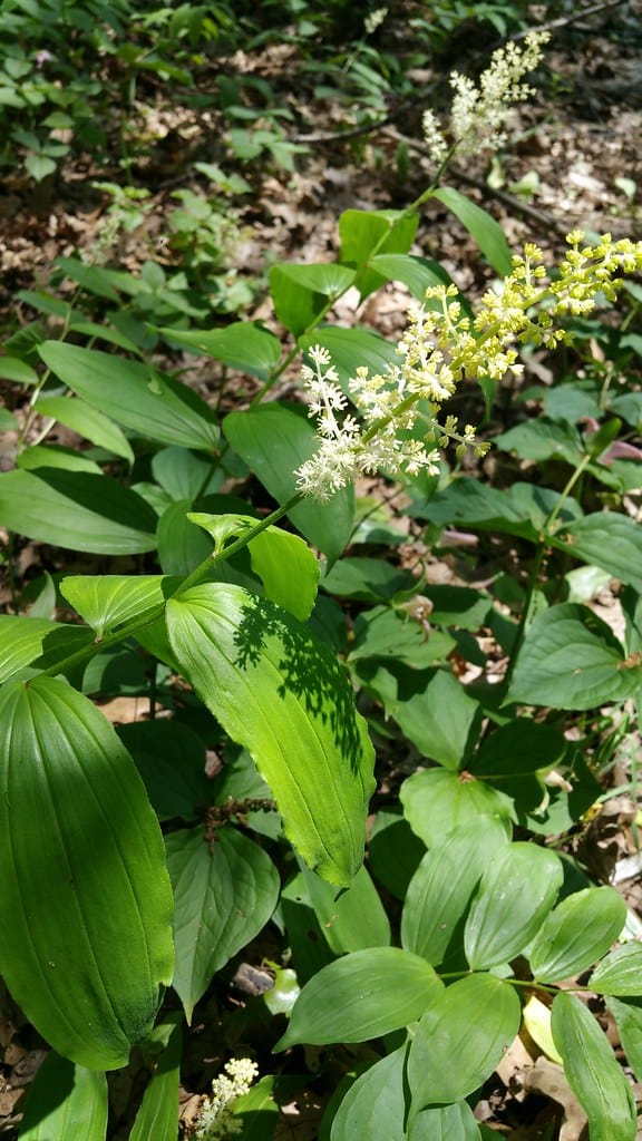 Feathery False Solomon’s Seal - Image 2