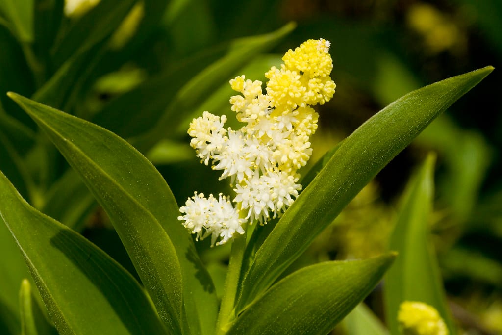Feathery False Solomon’s Seal
