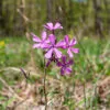 Prairie Phlox