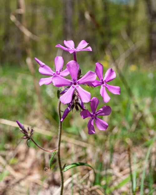 Prairie Phlox