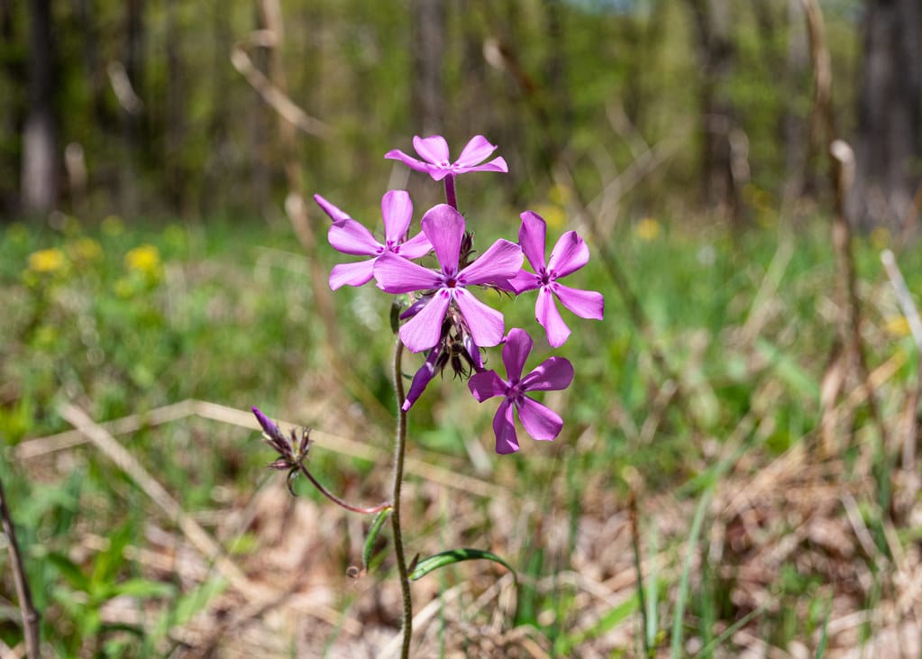 Prairie Phlox