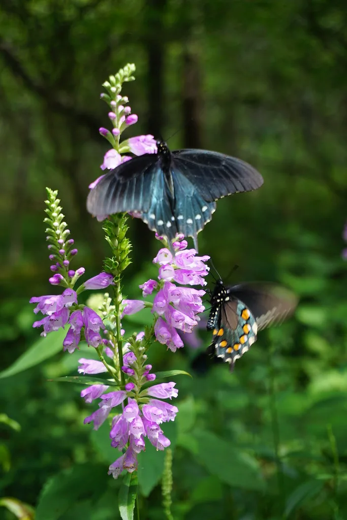 Obedient Plant - Image 2