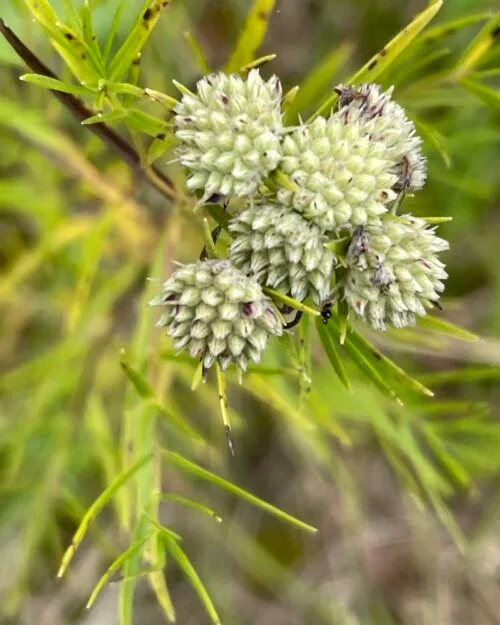 Slender Mountain Mint