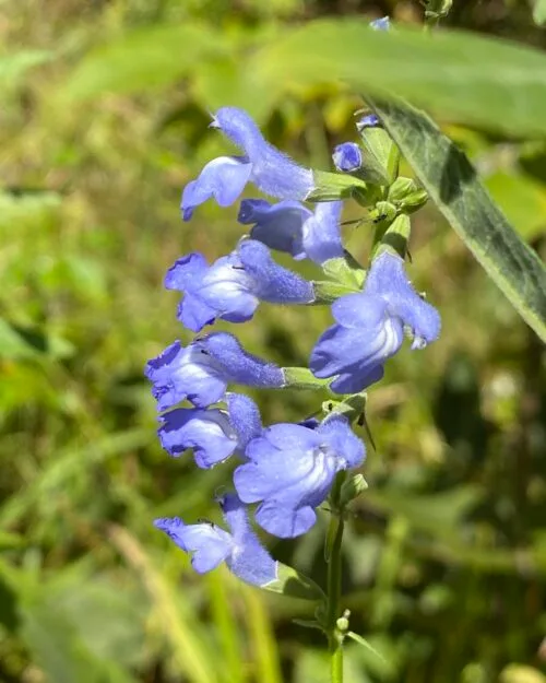 Blue Sage