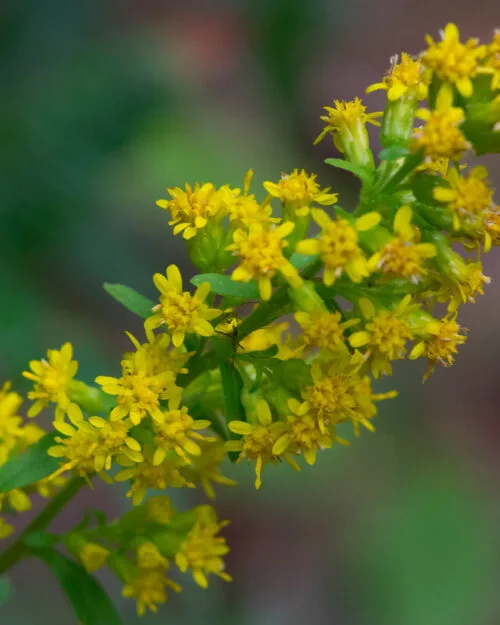 Elm-leaved Goldenrod