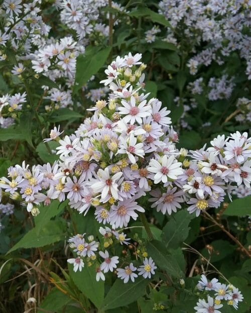 Drummand's Aster