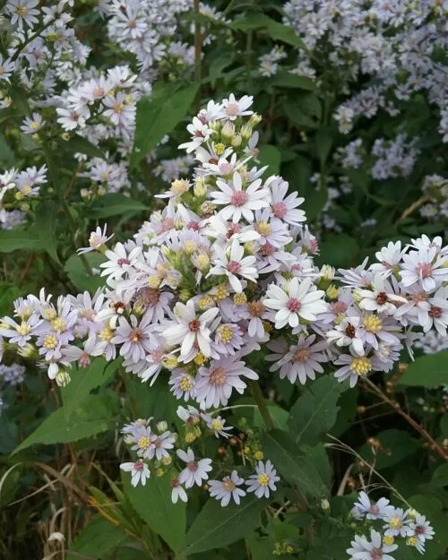 Drummond’s Aster