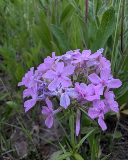 Prairie Phlox