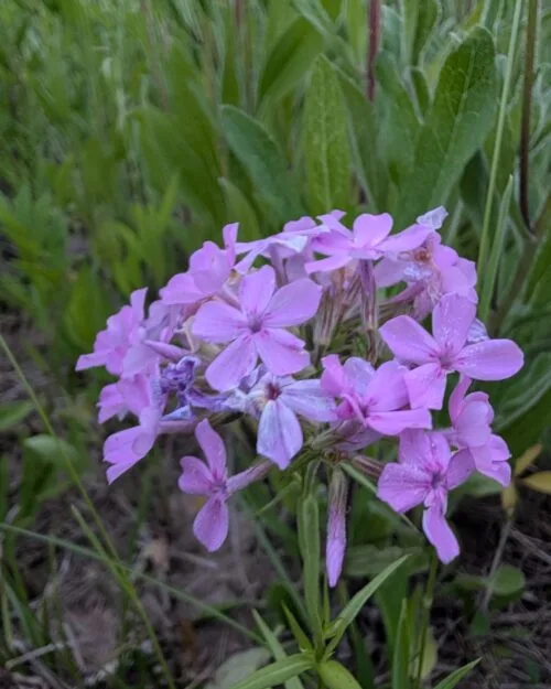 Prairie Phlox