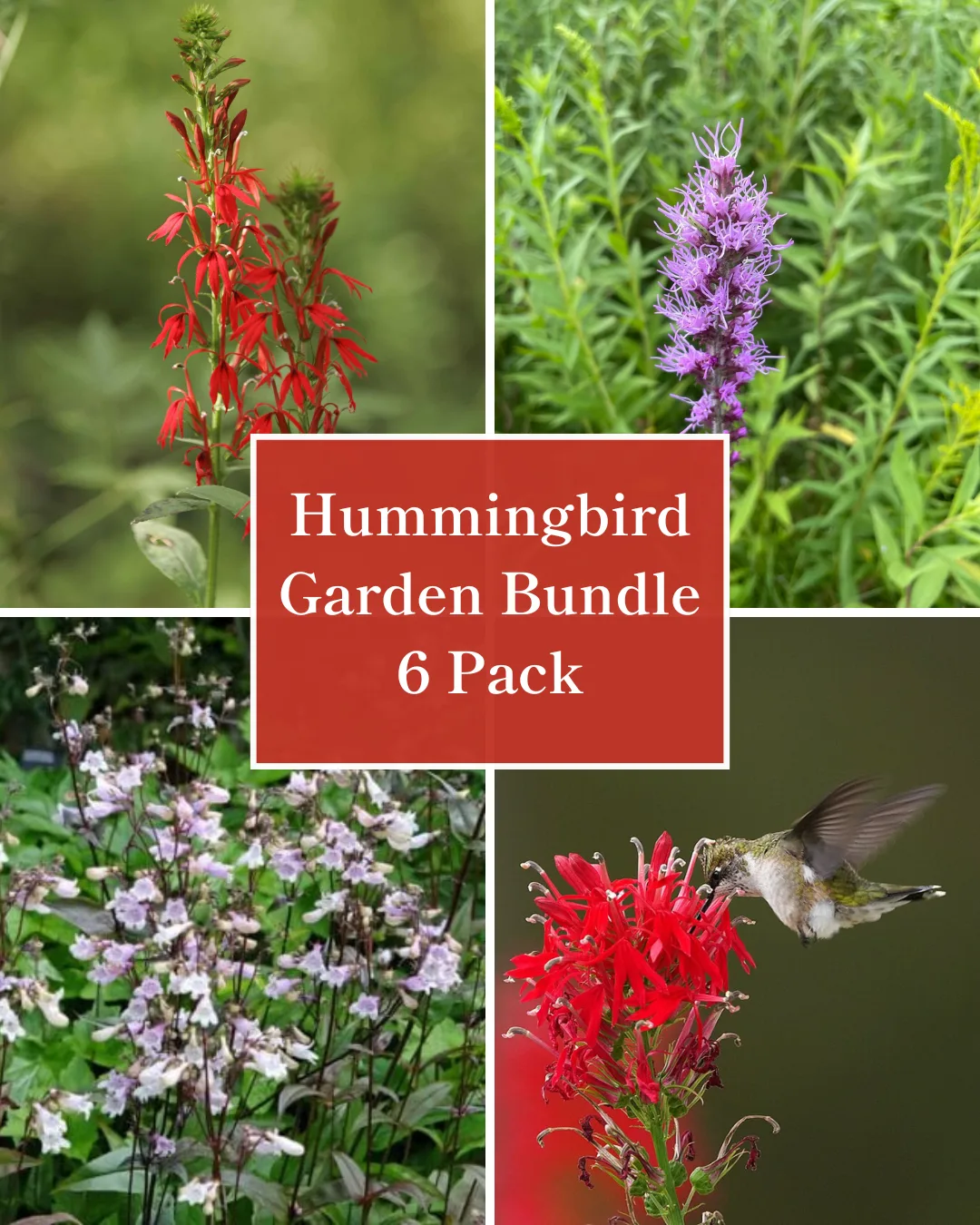 Hummingbird Garden Bundle – 6 Pack