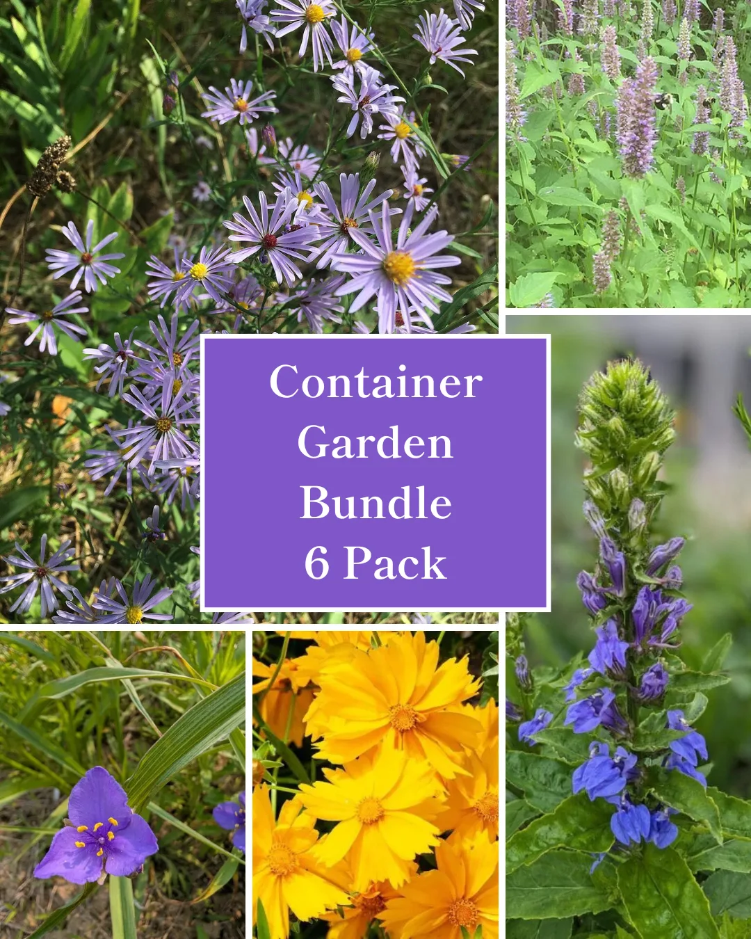 Container Garden Bundle – 6 Pack