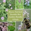 Rusty Patched Bumble Bee Bundle – 6 Pack
