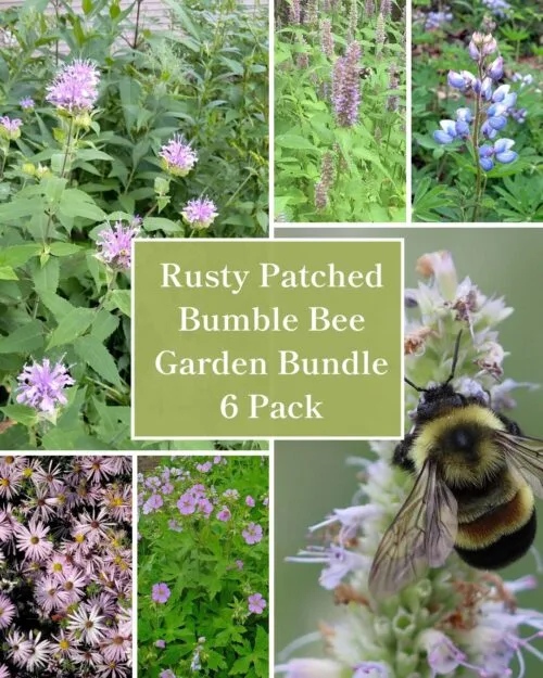 Rusty Patched Bumble Bee Bundle - 6 Pack