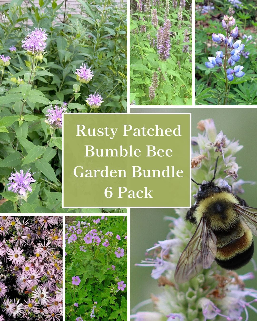 Rusty Patched Bumble Bee Bundle - 6 Pack