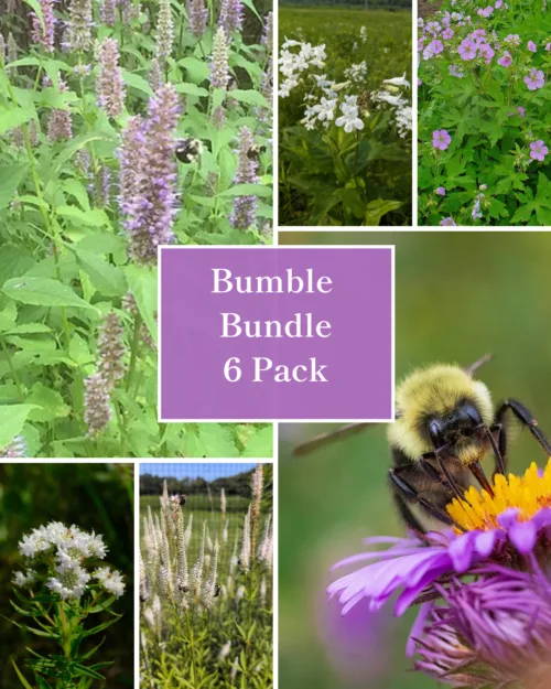 Bumble Bundle - 6 Pack