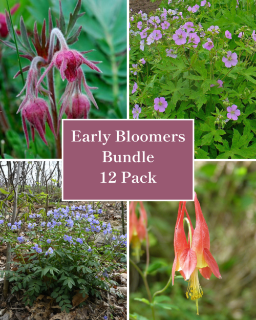 Early Bloomers - 12 Pack