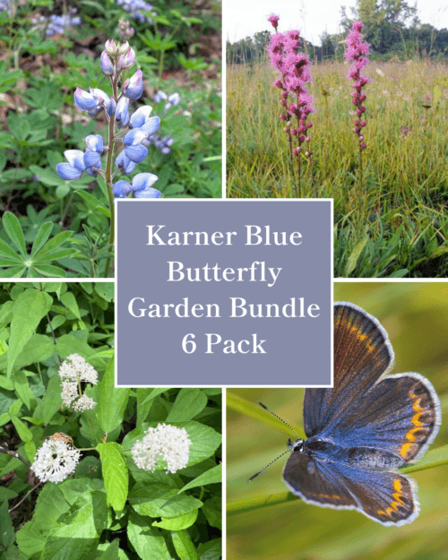Karner Blue Butterfly Garden Kit - 6 Pack