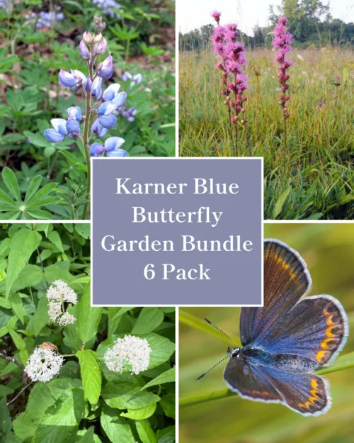 Karner Blue Butterfly Garden Kit - 6 Pack