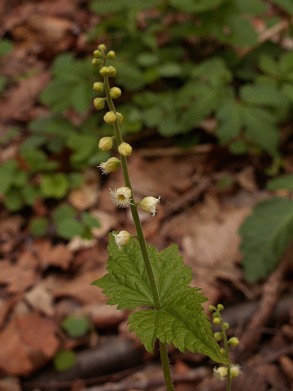 Bishop's Cap - Image 2