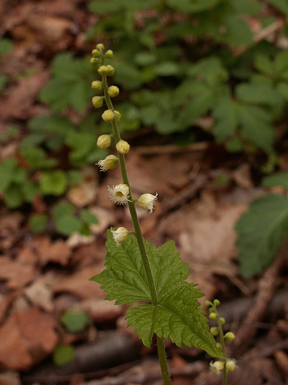 Bishop's Cap - Image 2