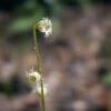 Mitella diphylla flower